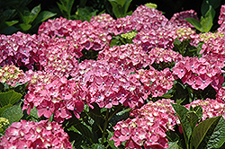 Forever Pink Hydrangea (Hydrangea macrophylla 'Forever Pink') at Creekside Home & Garden