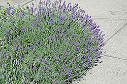 Munstead Lavender (Lavandula angustifolia 'Munstead') at Creekside Home & Garden