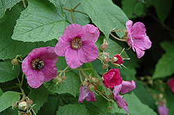 Flowering Raspberry (Rubus odoratus) at Creekside Home & Garden