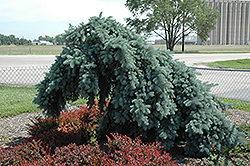 Weeping Blue Spruce (Picea pungens 'Pendula (tree form)') at Creekside Home & Garden