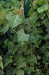 Thorndale Ivy (Hedera helix 'Thorndale') at Creekside Home & Garden