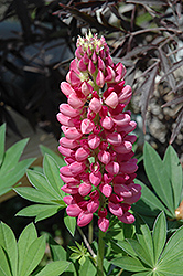 Gallery Red Lupine (Lupinus 'Gallery Red') at Creekside Home & Garden