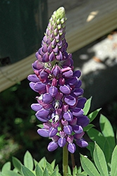 Gallery Blue Lupine (Lupinus 'Gallery Blue') at Creekside Home & Garden