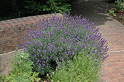 English Lavender (Lavandula angustifolia) at Creekside Home & Garden