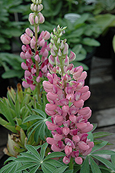 Gallery Pink Lupine (Lupinus 'Gallery Pink') at Creekside Home & Garden