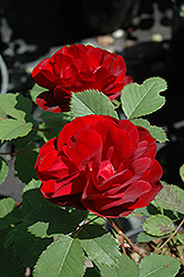 Hope for Humanity Rose (Rosa 'Hope for Humanity') at Creekside Home & Garden