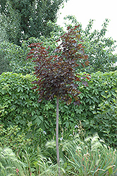Prairie Splendor Norway Maple (Acer platanoides 'Prairie Splendor') at Creekside Home & Garden