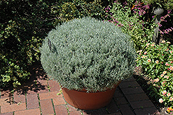 Curry Plant (Helichrysum italicum) at Creekside Home & Garden