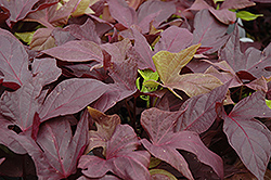 Sweet Caroline Red Sweet Potato Vine (Ipomoea batatas 'Sweet Caroline Red') at Creekside Home & Garden