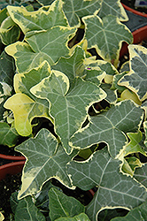 Yellow Ripple Ivy (Hedera helix 'Yellow Ripple') at Creekside Home & Garden