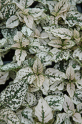 Splash Select White Polka Dot Plant (Hypoestes phyllostachya 'PAS2343') at Creekside Home & Garden