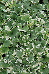 Variegated Ground Ivy (Glechoma hederacea 'Variegata') at Creekside Home & Garden