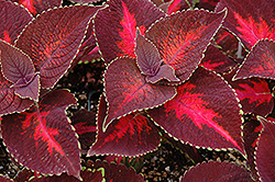ColorBlaze Kingswood Torch Coleus (Solenostemon scutellarioides 'Kingswood Torch') at Creekside Home & Garden