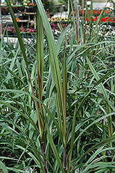 Princess Fountain Grass (Pennisetum purpureum 'Princess') at Creekside Home & Garden