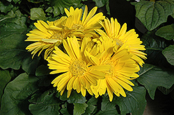 Yellow Gerbera Daisy (Gerbera 'Yellow') at Creekside Home & Garden