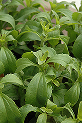 Sweetleaf (Stevia rebaudiana) at Creekside Home & Garden