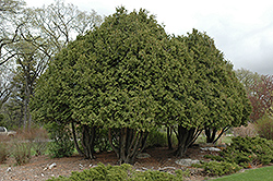 Wareana Arborvitae (Thuja occidentalis 'Wareana') at Creekside Home & Garden