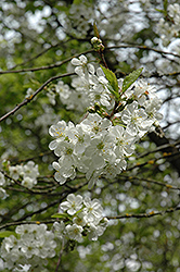 Northstar Cherry (Prunus 'Northstar') at Creekside Home & Garden