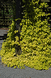 Golden Hops (Humulus lupulus 'Aureus') at Creekside Home & Garden