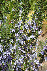 Rosemary (Rosmarinus officinalis) at Creekside Home & Garden