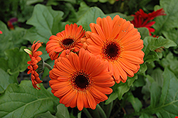 Orange Gerbera Daisy (Gerbera 'Orange') at Creekside Home & Garden