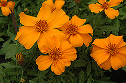 Disco Orange Marigold (Tagetes patula 'Disco Orange') at Creekside Home & Garden
