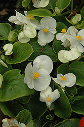 Prelude White Begonia (Begonia 'Prelude White') at Creekside Home & Garden