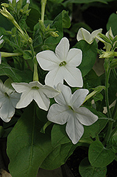 Saratoga White Flowering Tobacco (Nicotiana 'Saratoga White') at Creekside Home & Garden