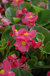 Prelude Rose Begonia (Begonia 'Prelude Rose') at Creekside Home & Garden