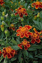 Durango Flame Marigold (Tagetes patula 'Durango Flame') at Creekside Home & Garden