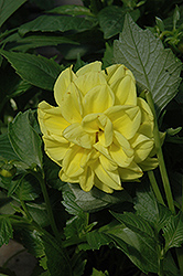 Figaro Yellow Dahlia (Dahlia 'Figaro Yellow') at Creekside Home & Garden