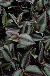 Wandering Jew (Zebrina pendula) at Creekside Home & Garden