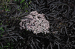 Black Lace Elder (Sambucus nigra 'Eva') at Creekside Home & Garden