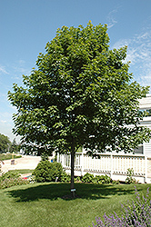 Fall Fiesta Sugar Maple (Acer saccharum 'Bailsta') at Creekside Home & Garden