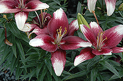 Push Off Lily (Lilium 'Push Off') at Creekside Home & Garden