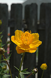 Orange Princess Globeflower (Trollius x cultorum 'Orange Princess') at Creekside Home & Garden