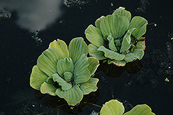Water Lettuce (Pistia stratiotes) at Creekside Home & Garden