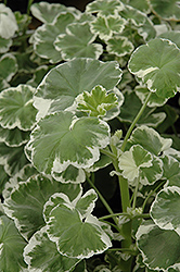 Wilhelm Langguth Geranium (Pelargonium 'Wilhelm Langguth') at Creekside Home & Garden
