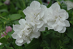 Double Wave White Petunia (Petunia 'Double Wave White') at Creekside Home & Garden