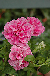 Double Wave Pink Petunia (Petunia 'Double Wave Pink') at Creekside Home & Garden