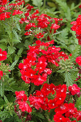 Obsession Red Verbena (Verbena 'Obsession Red') at Creekside Home & Garden