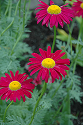 Robinson's Red Painted Daisy (Tanacetum coccineum 'Robinson's Red') at Creekside Home & Garden