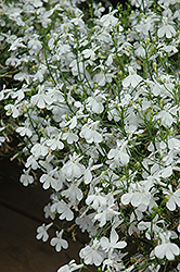 Techno White Lobelia (Lobelia erinus 'Techno White') at Creekside Home & Garden