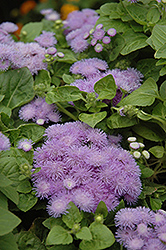 Hawaii Blue Flossflower (Ageratum 'Hawaii Blue') at Creekside Home & Garden