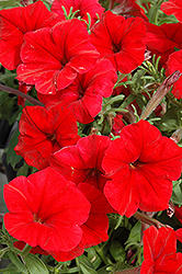 Madness Red Petunia (Petunia 'Madness Red') at Creekside Home & Garden