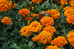 Janie Deep Orange Marigold (Tagetes patula 'Janie Deep Orange') at Creekside Home & Garden
