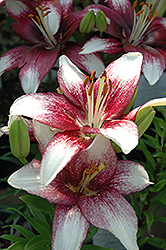 Tango Passion Push Off Lily (Lilium 'Tango Passion Push Off') at Creekside Home & Garden