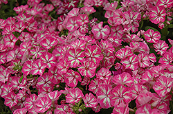 Grammy Pink and White Annual Phlox (Phlox 'Grammy Pink and White') at Creekside Home & Garden