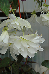 Illumination White Begonia (Begonia 'Illumination White') at Creekside Home & Garden