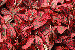 Splash Select Red Polka Dot Plant (Hypoestes phyllostachya 'Splash Select Red') at Creekside Home & Garden